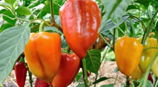 Cink- és mangánhiány a zöldségtermesztésben: mik a tünetei, és hogyan pótoljuk?