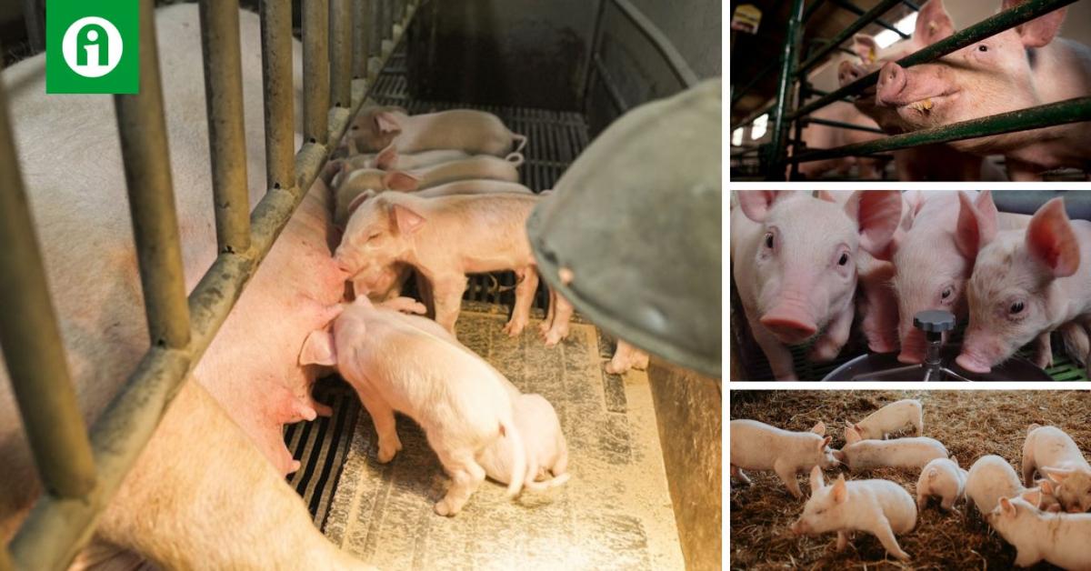 Ismerd meg a sertések védelmére vonatkozó minimumkövetelményeket!