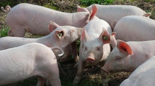 Továbbra sem lélegezhetnek fel az állattartók – nehéz év vár az ágazatra