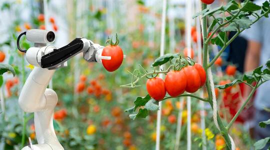 Így oldják meg az agrárium munkaerőhiányát a robotok