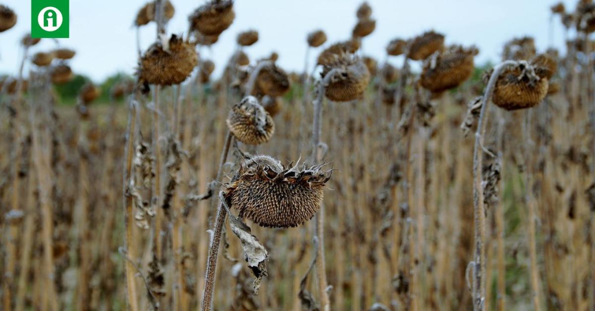 Utolsó esélyed a hozamod és a bevételed védelmére