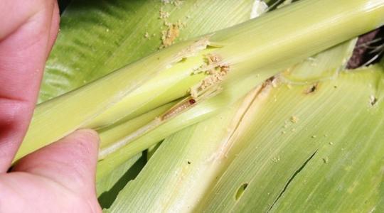A toxinmentes kukorica érdekében zárjuk be az ajtókat a kukoricamoly előtt!