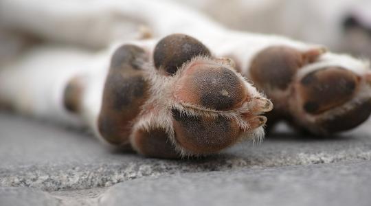 Szaporítótelepet számoltak fel Gyöngyösön