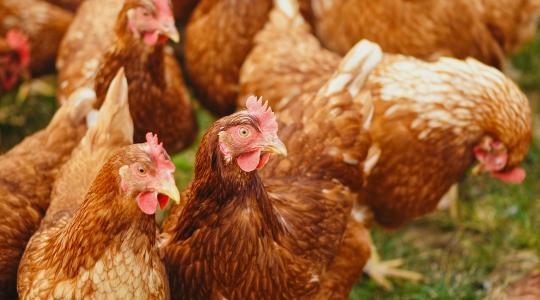 Lassan, de biztosan növekednek az agrárárak