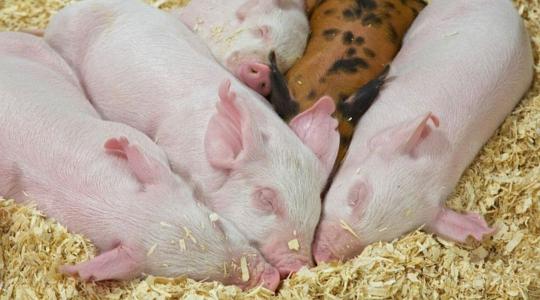 A malacok mandulájának kivonata jól használható a sertések streptococcus fertőzésének kezelésében