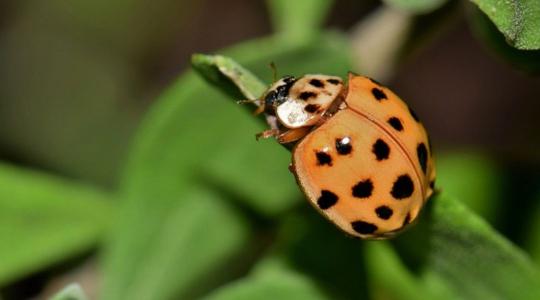 Harlekinkatica: hatékony, de veszélyes