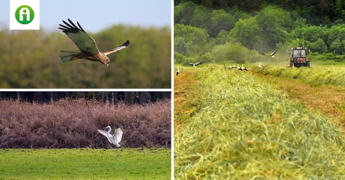 Hihetetlen, de alig várják ezek a madarak, hogy meghallják a traktorok hangját Hihetetlen, de alig várják ezek a madarak, hogy meghallják a traktorok hangját