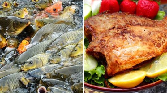 Elképesztő: naponta 10 tonna halat halásznak le ebben a tógazdaságban