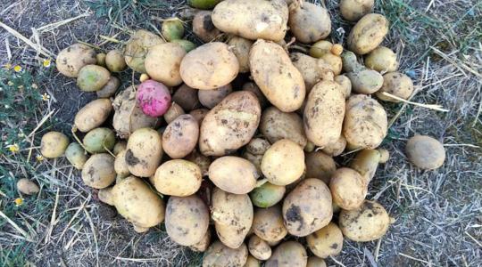 Magyar áttörés a burgonya baktériumos hervadással szembeni harcban