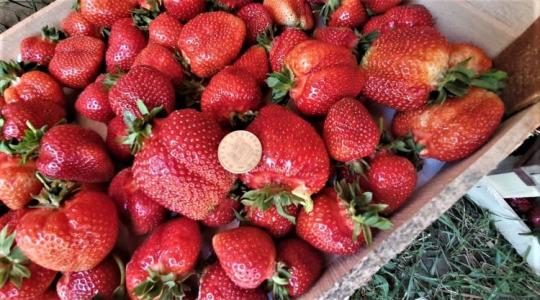 Óriási szamócák! A termelő elárulja a titkukat