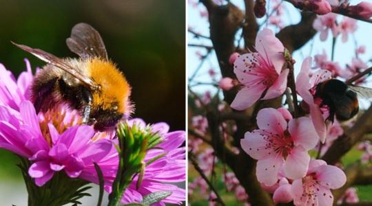Így hat a beporzásra a növényvédő szerek használata