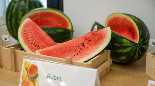 Ki ne hagyd! Hétvégétől már elérhető lesz a magyar dinnye 