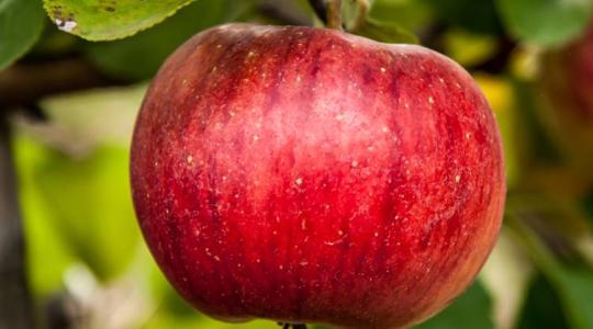 Nekiment egy gyümölcstermelő szervezetnek az Apple – nem találod ki, hogy miért