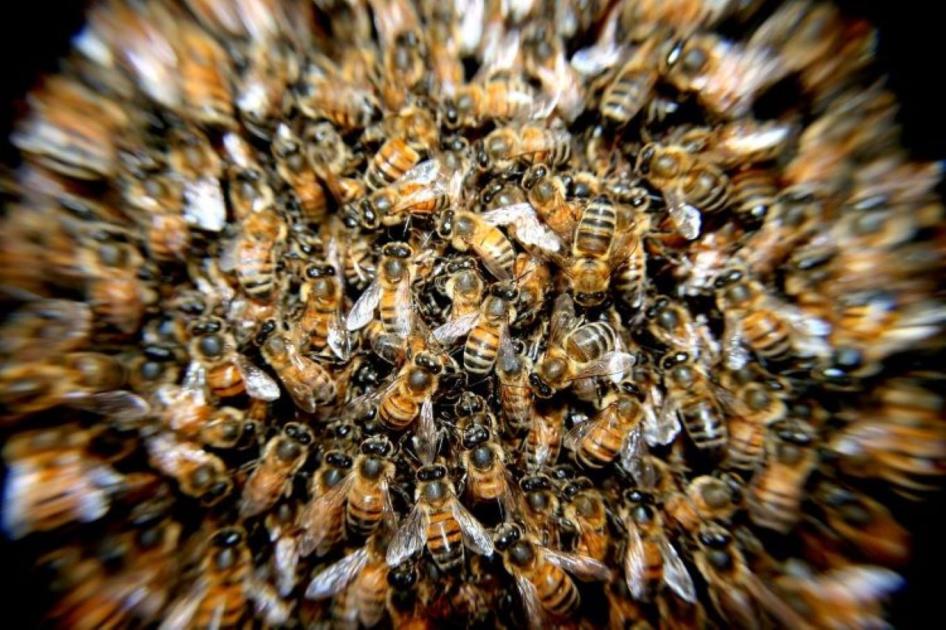 Új technológia, amely megmentheti a méheket