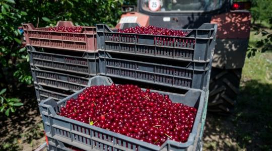 Óriási a kereslet külföldön erre a magyar gyümölcsre