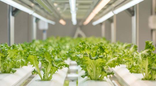 A legmenőbb beltéri farm az Antarktiszon működik?