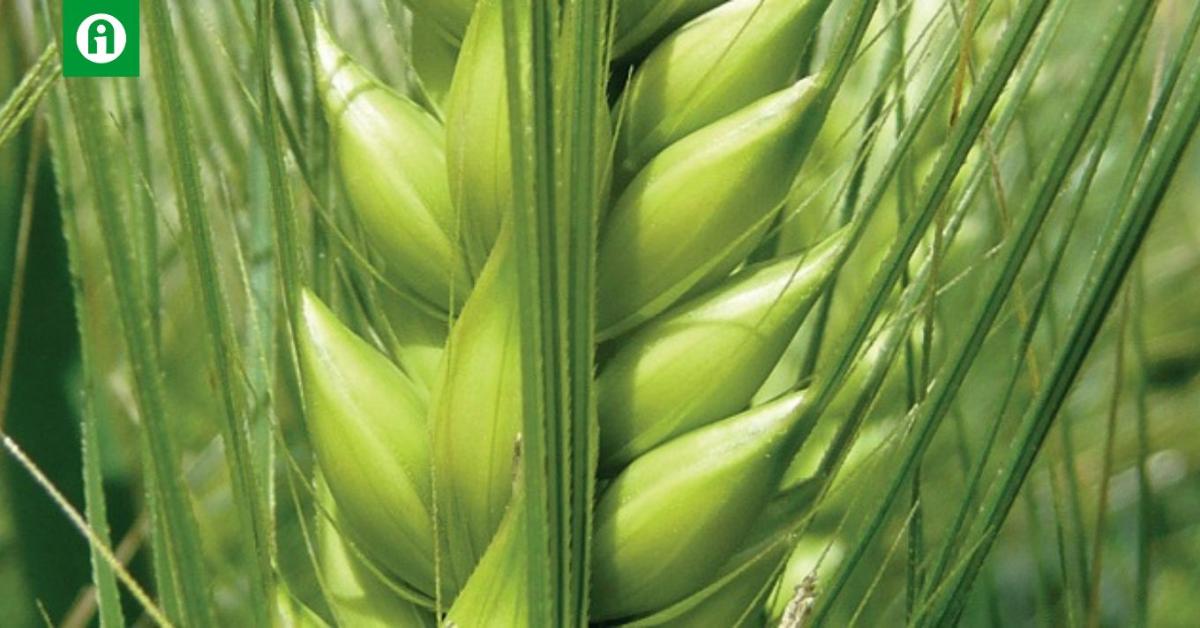 Áttörés az árpa sárga törpülés vírusával szemben Áttörés az árpa sárga törpülés vírusával szemben