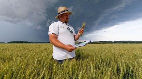 Frakcionált hibridbúza-vetőmagok