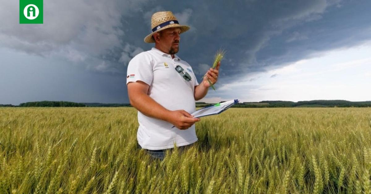 Frakcionált hibridbúza-vetőmagok