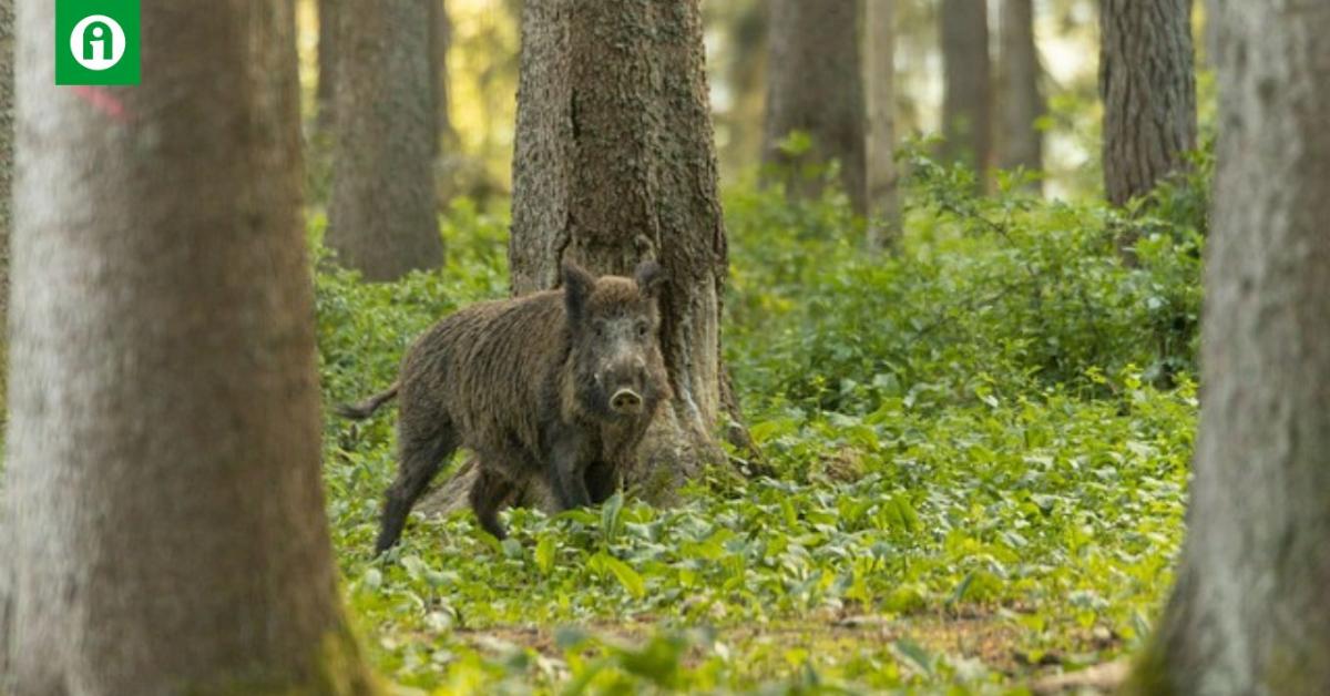 ASP: enyhülnek a korlátozások, bővülnek a kereskedelmi lehetőségek ASP: enyhülnek a korlátozások, bővülnek a kereskedelmi lehetőségek