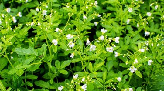 Több benne a C-vitamin, mint a narancsban, több benne a kalcium, mint egy liter tejben!