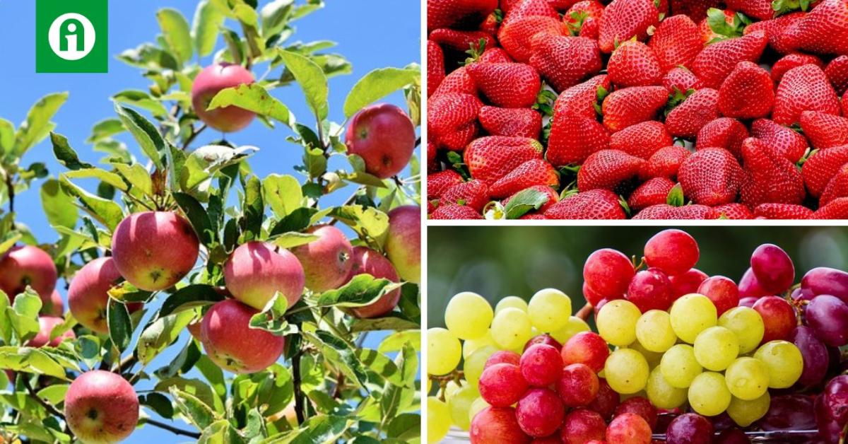 Vegyszerek a gyümölcsökben: van miért aggódnunk?