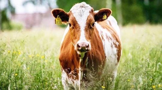 Borzalmas a hőség! Erre minden állattartónak figyelnie kell