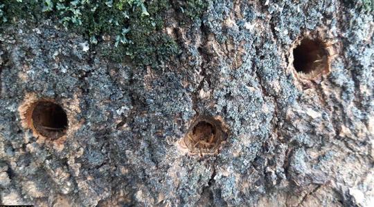Felfoghatatlan vandalizmus. Így gyilkolnak életerős fákat