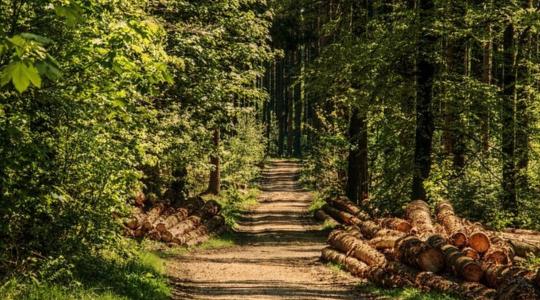 A magánerdők hasznosításának lehetőségeiről tartottak tanácskozást