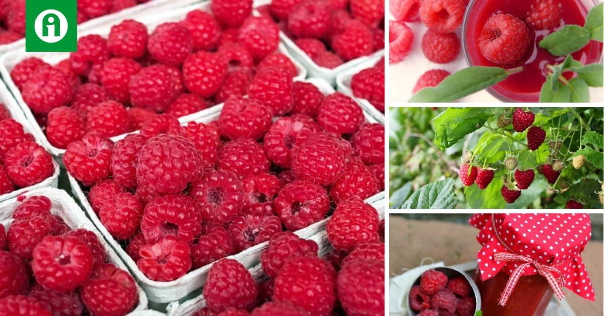 Hihetetlen: van, ahol 320 forintba kerül egy kiló málna Hihetetlen: van, ahol 320 forintba kerül egy kiló málna