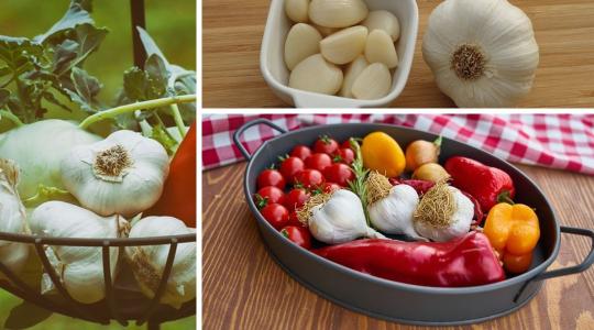 Fokhagyma: kevesebb, kisebb, de nekünk termett