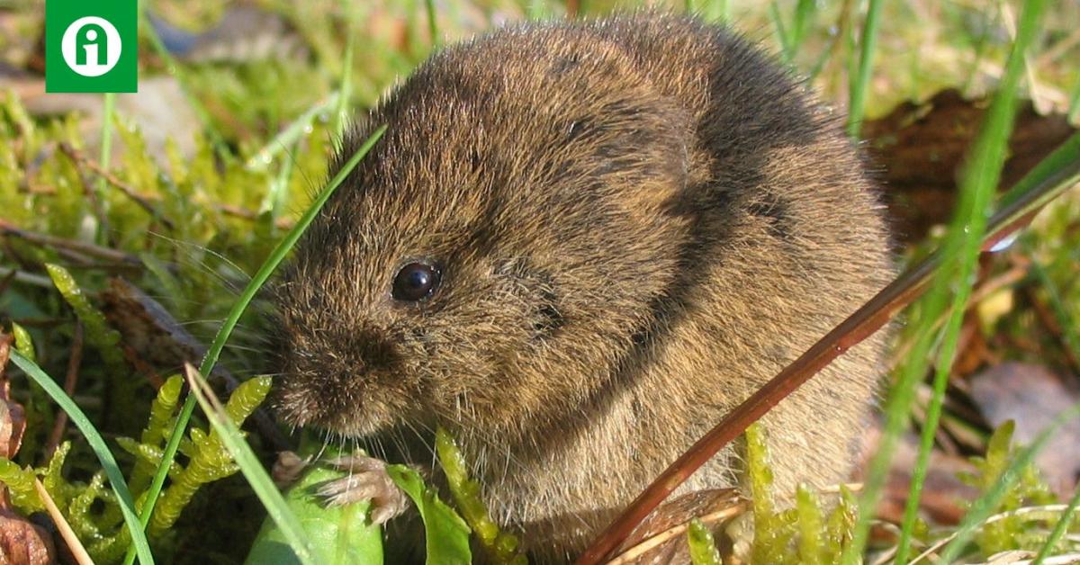 Hatalmas károkat okoz a mezei pocok – elrágja a napraforgó szárát, lemorzsolja a kukoricaszemeket Hatalmas károkat okoz a mezei pocok – elrágja a napraforgó szárát, lemorzsolja a kukoricaszemeket