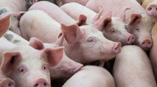 Riadót rendelt el az agrárminiszter! Váratlan helyen tört ki az afrikai sertéspestis