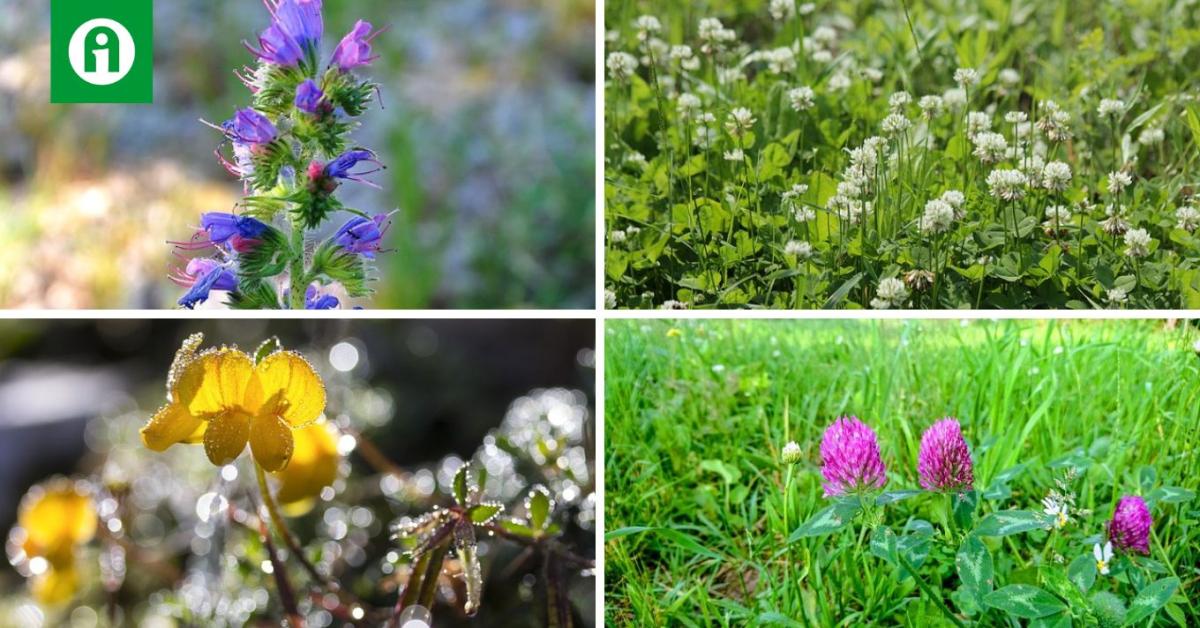 Jelentéktelennek tűnő növények menthetik meg a beporzókat Jelentéktelennek tűnő növények menthetik meg a beporzókat