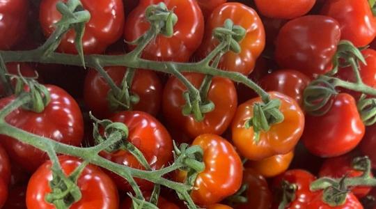 A külpiacokra is jut a friss magyar paradicsomból