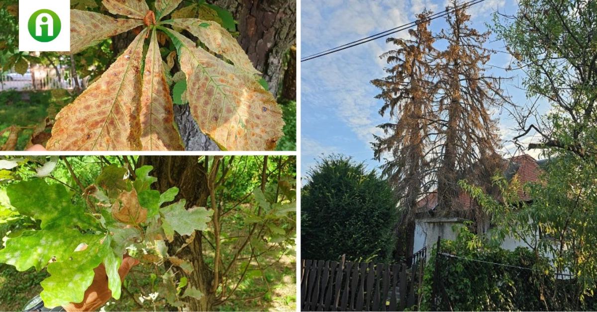 Tölgy, platán, vadgesztenye – most különösen figyelni kell ezekre a fákra a kertekben, utcákon