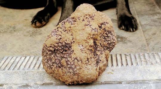Különösen értékes gomba került elő a somogyi erdőből
