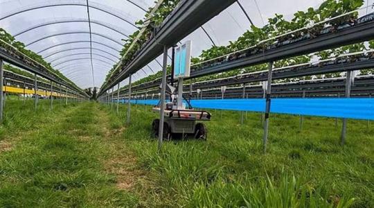 Már elérhető az UV-fény és robottechnológia kombinációja a lisztharmat megelőzésére
