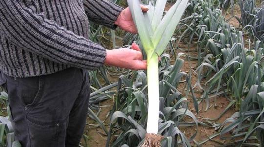 Egyre jobban megéri póréhagymát termeszteni itthon is 