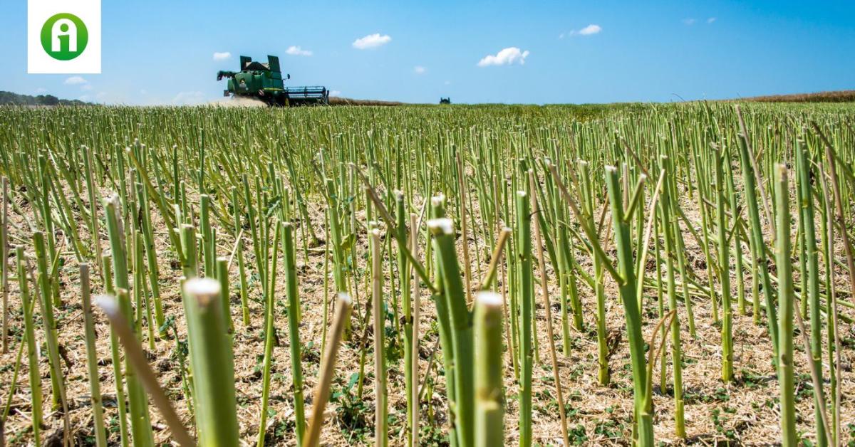 Kulcs a talaj tápanyag-kincseskamrájához