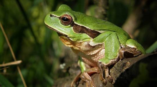 Élő béka a csomagolt spenótban – mégis hogy nem vették észre?