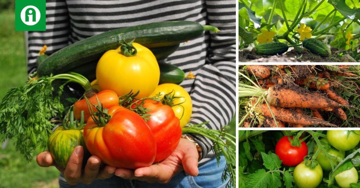 Milyen egyszerű anyagokat használhatsz a kertben a kártevők ellen?
