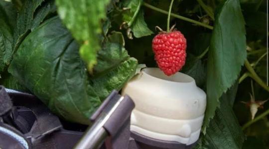 Robot a málnásban: mert már jó pénzért sem szedik le a gyümölcsöt