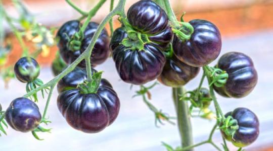 A GMO hasznos oldala: létezhet paradicsom, ami tavaszig is eláll?