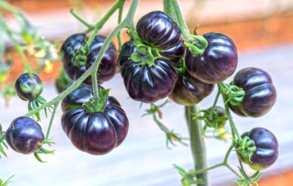 A GMO hasznos oldala: létezhet paradicsom, ami tavaszig is eláll? A GMO hasznos oldala: létezhet paradicsom, ami tavaszig is eláll?