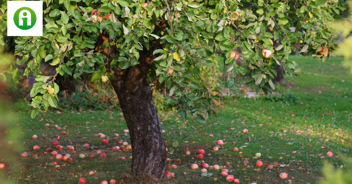 Alma Feka Éretlenül hullik az alma a fáról? Ez lehet az oka! - Agroinform.hu