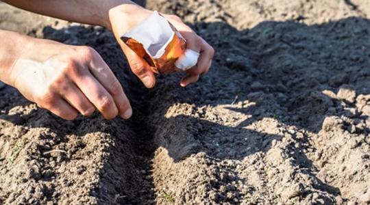 Minden, amit a helyre vetésről tudnod kell