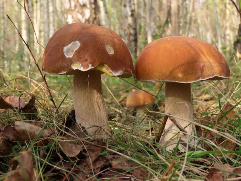 Egy élelmiszer, ami olcsóbb lett! Most bőven van belőle