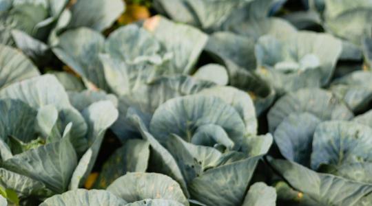 Új magyar felfedezés: a kelkáposzta rejtélyes vasfelvétele Új magyar felfedezés: a kelkáposzta rejtélyes vasfelvétele