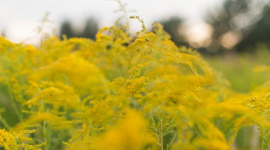 Vörösben az ország: itt az allergiaszezon